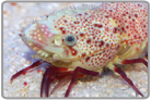 Red Leg Buffalo Saron Shrimp